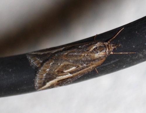 Chesias legatella